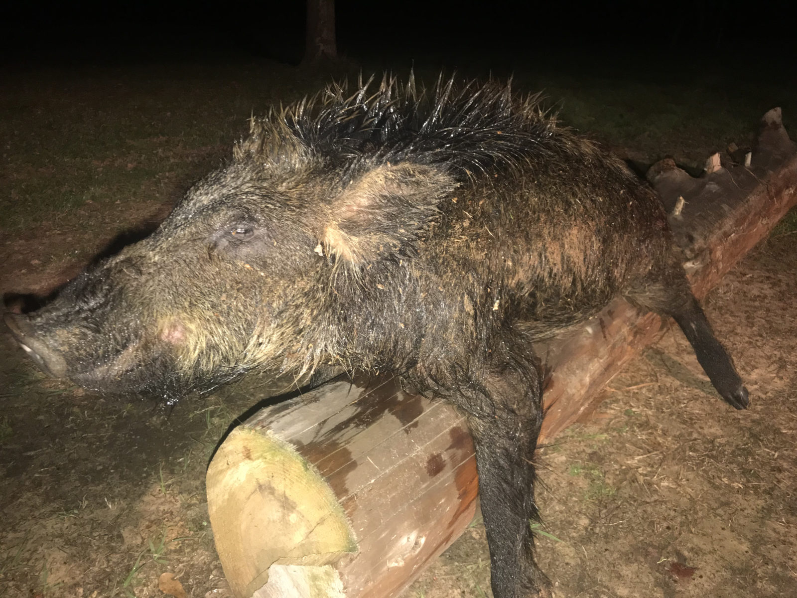 Gallery Hogwalla Outfitters, LLC Guided Hog Hunts